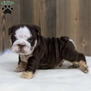 Bruno Breaker, English Bulldog Puppy
